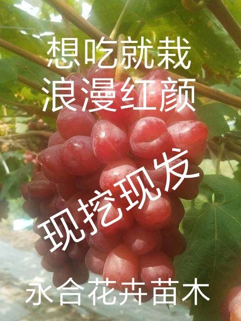 平邑县 浪漫红颜葡萄苗，天然无核，品种纯正，基地直销，现挖现发