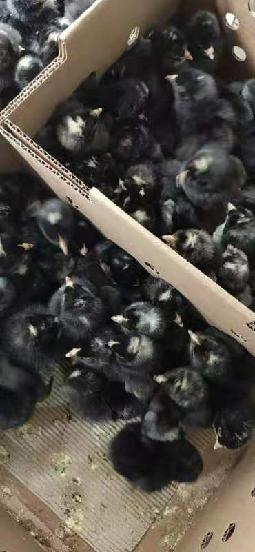 广州 芦花鸡苗批发，包运输，包存活，包路损，包技术支持