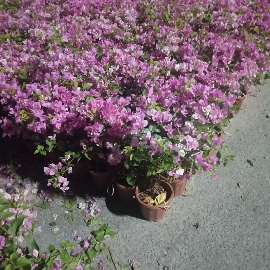 漳州 三角梅