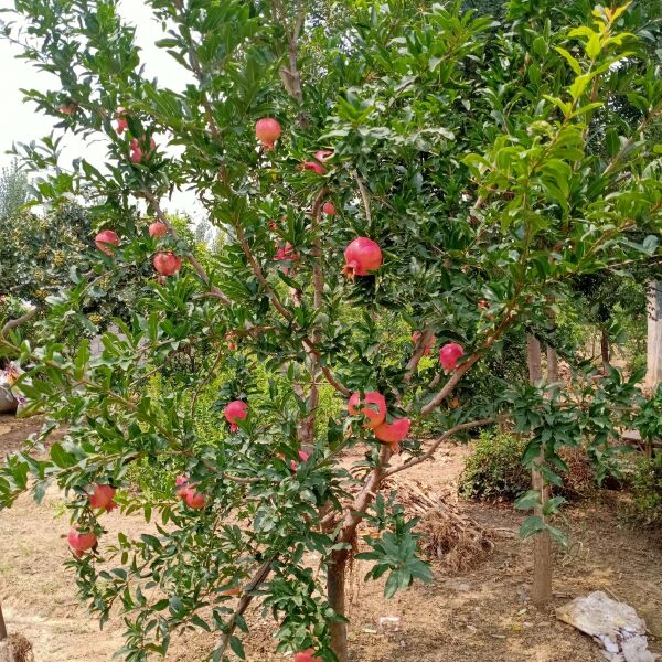  沂蒙山蒙阳红石榴树苗包品种包成活包结果基地直销保鲜发货