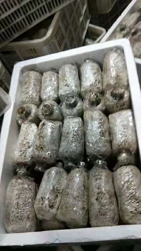 羊肚菌菌种 羊肚菌种子