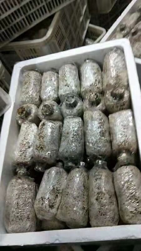 崇州市羊肚菌菌种 羊肚菌种子，