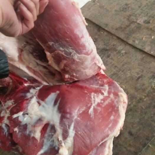 阳信县牛肉类 生肉