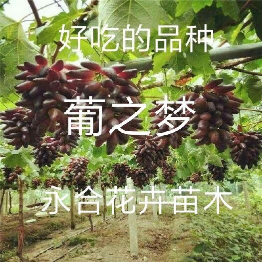 平邑县 葡之梦葡萄苗，是理想中的好品种，纯正好栽，量大从优，口感好