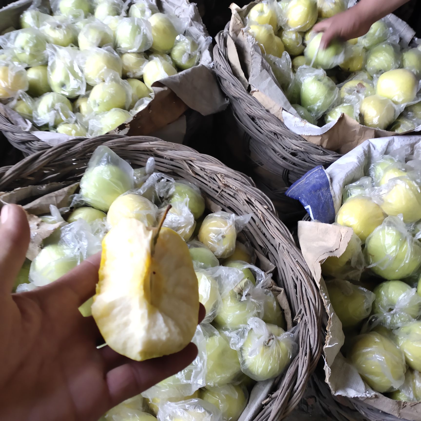 山楂（红果）铁山楂，歪把红