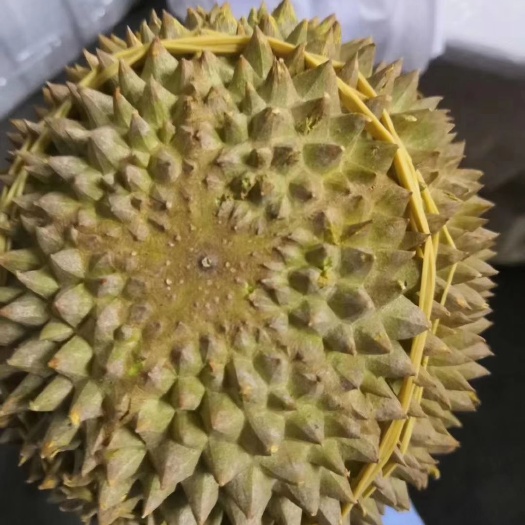 广州 马来西亚猫山王榴莲D197供应链