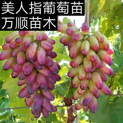 平邑县美人指葡萄苗  包品种
嫁接一级苗
死亡苗免费补发