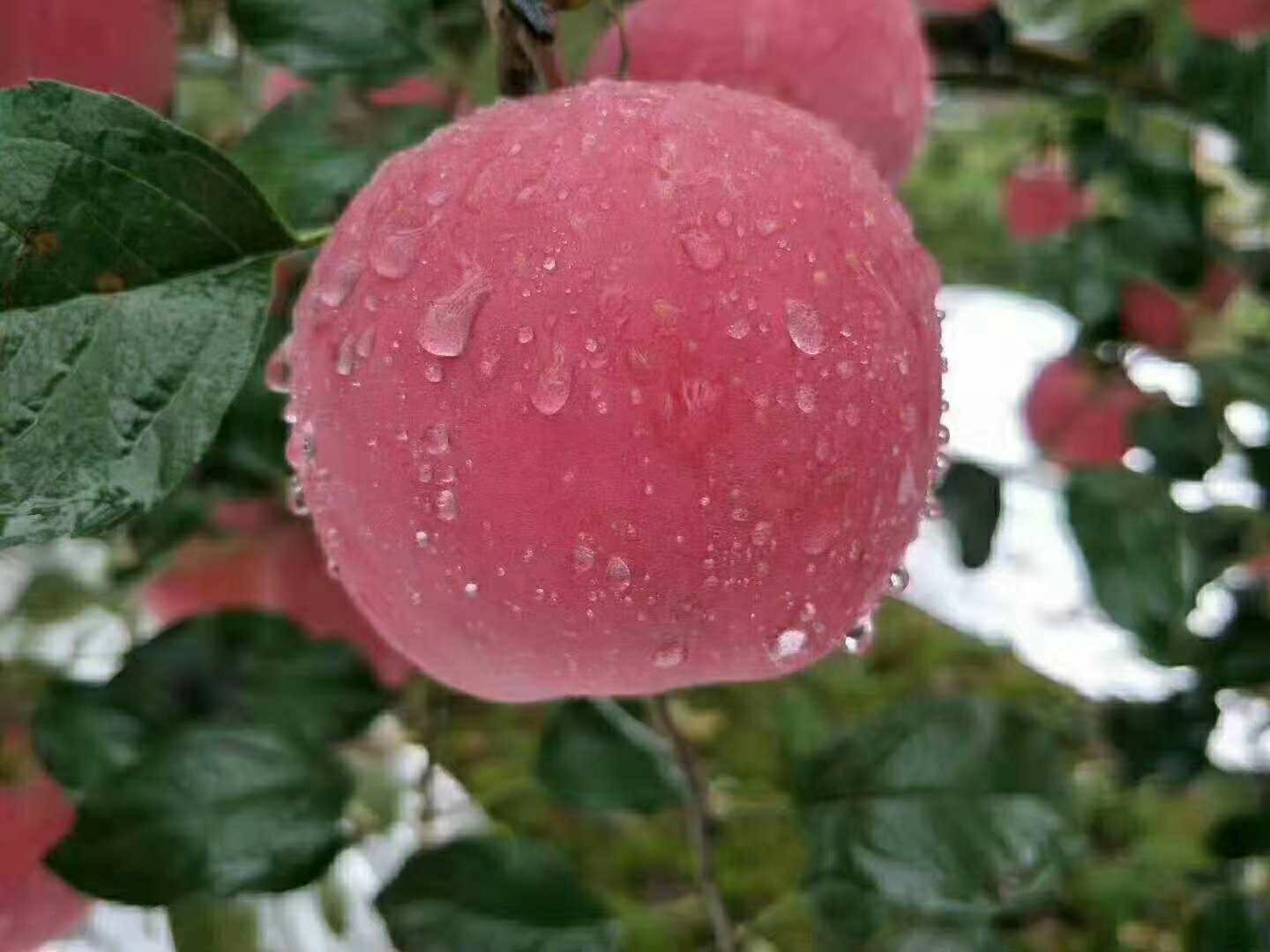 洛川蘋果,自家果園,現摘現賣