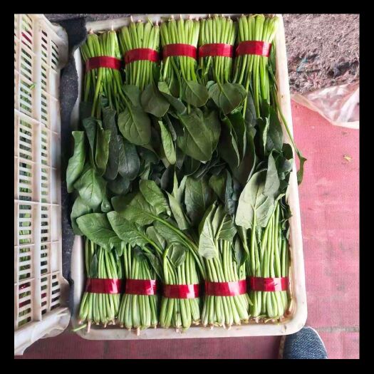 寿光市 菠菜，精品菠菜