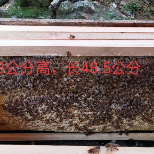罗甸县 哪里有蜜蜂卖，