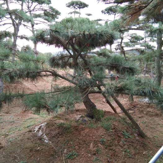 济南造型黑松