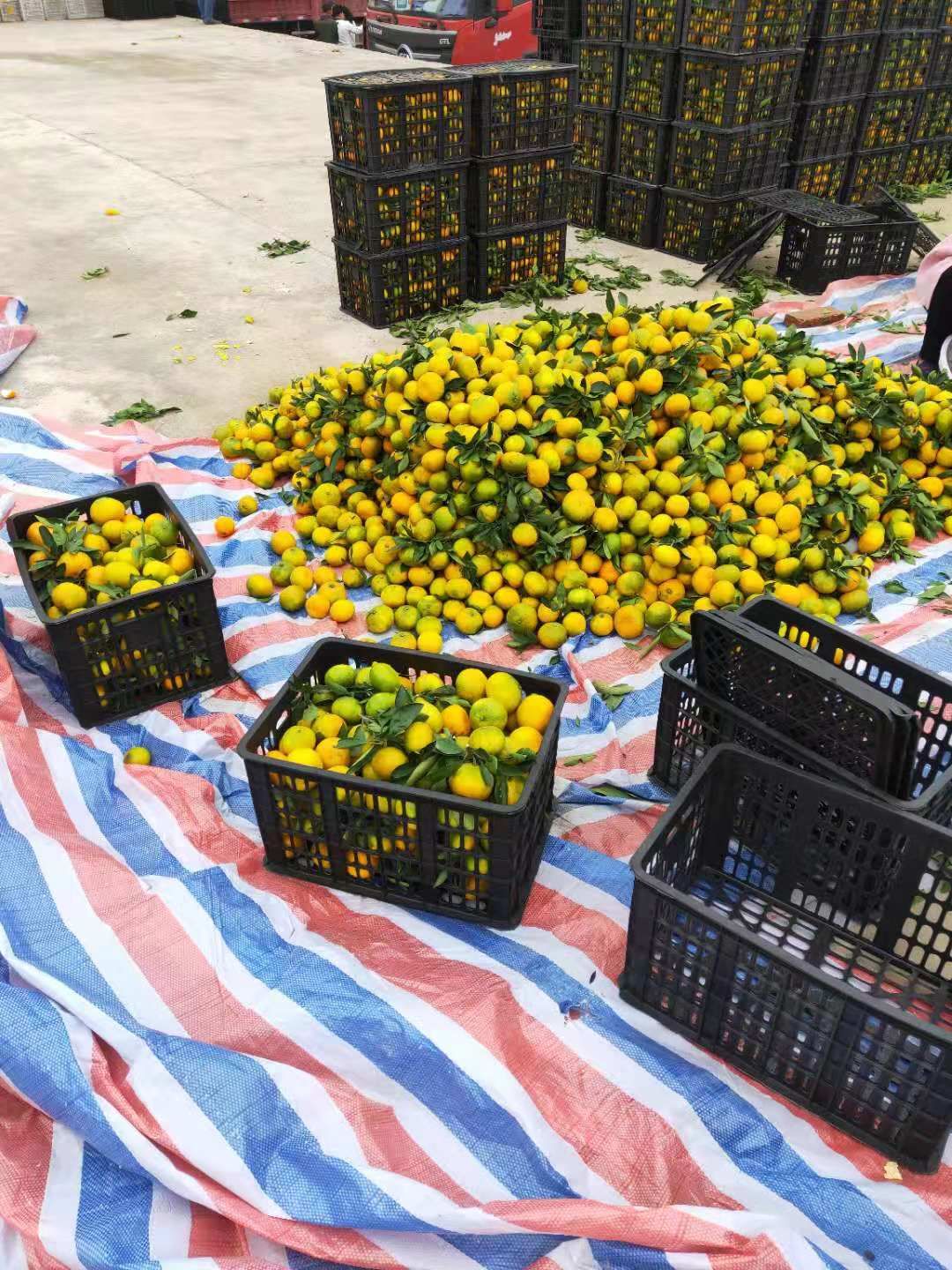 武当蜜橘 好的诚信，好的服务，