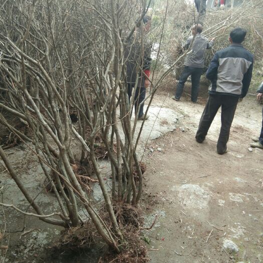 凤凰县 杜鹃（映山红）大量供应