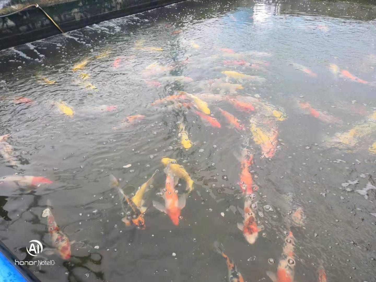 锦鲤，锦鲫，花色漂亮，人工培育，成活好