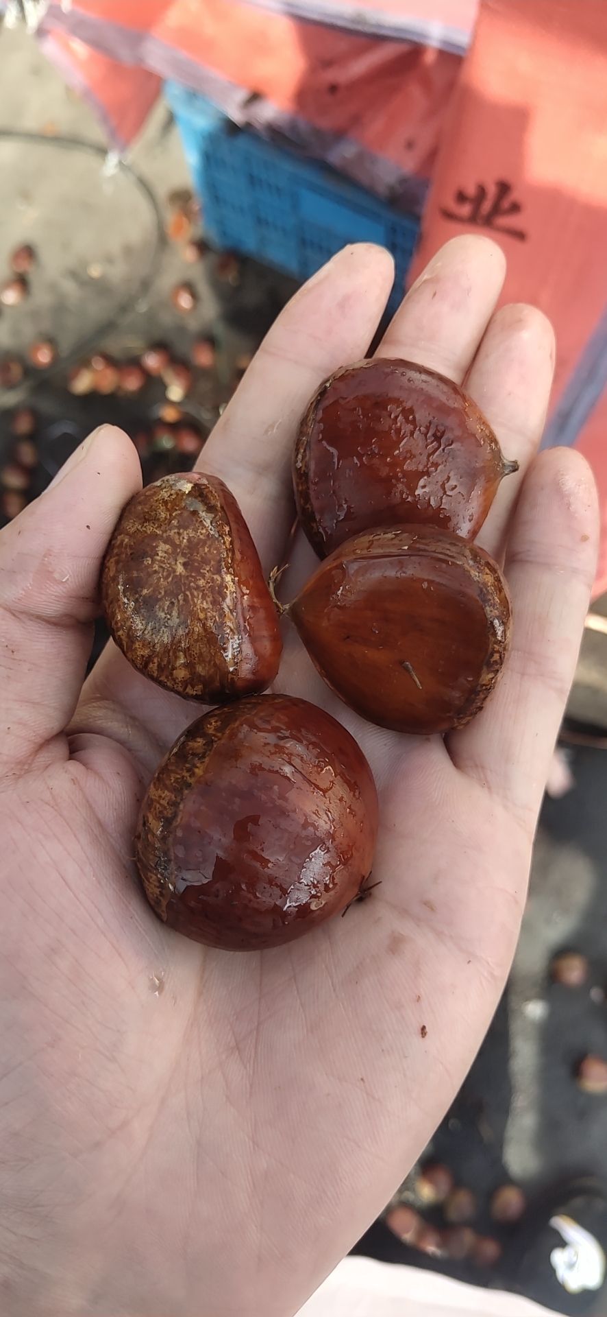 丹东板栗 统货 特选