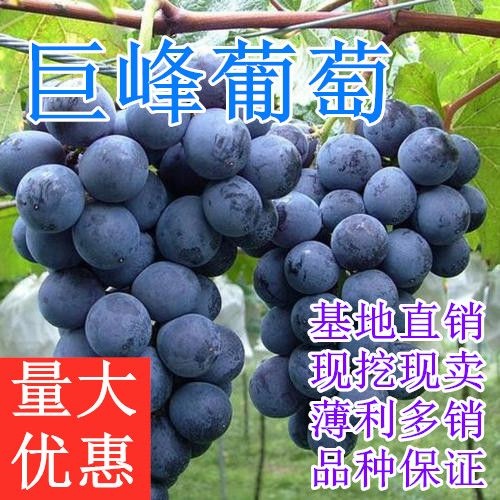 平邑县 巨峰葡萄苗 酸甜可口 量大优惠 现挖现卖