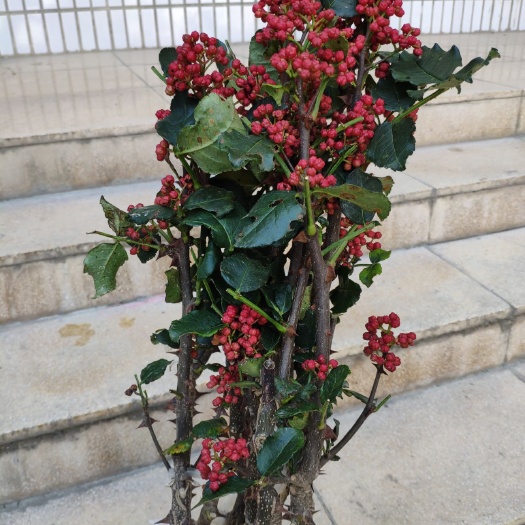 陇南红花椒苗 无刺花椒(武都金钱豹)无刺少刺嫁接五月梅花大红袍树苗