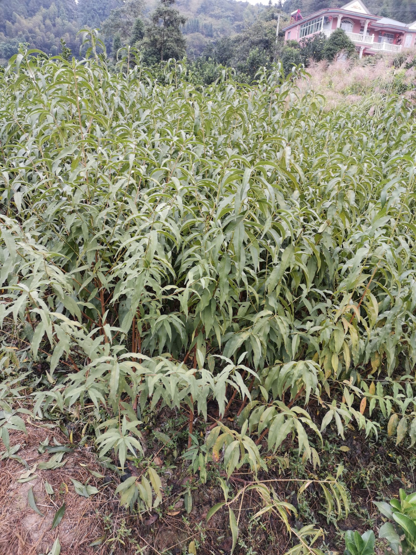 錦繡黃桃苗  黃桃果實(shí)肉色金黃，果形整齊勻稱，味甜