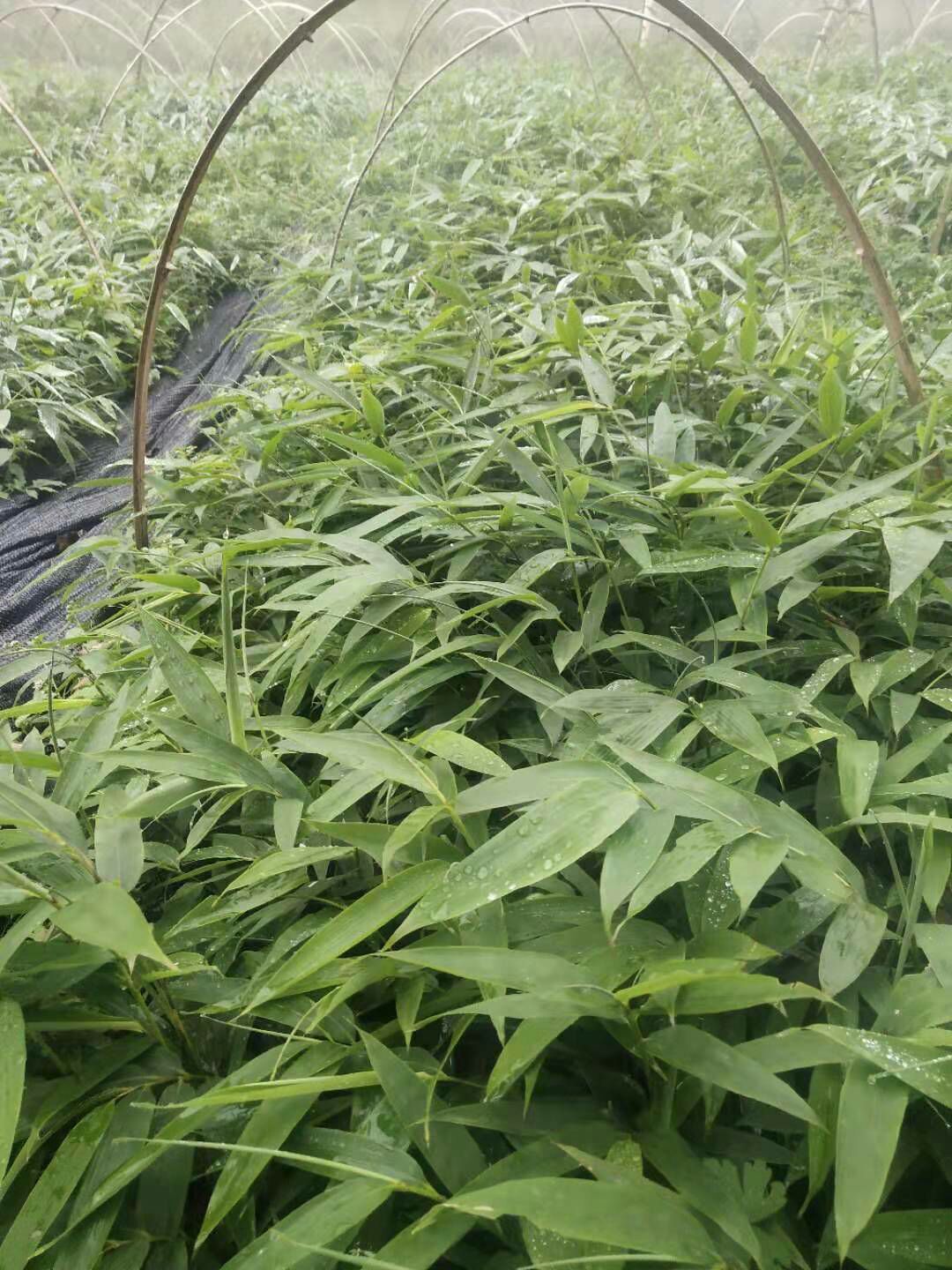 供应大厅  种子种苗  竹苗