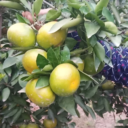 新余蜜柑 早熟、蜜桔大量上市