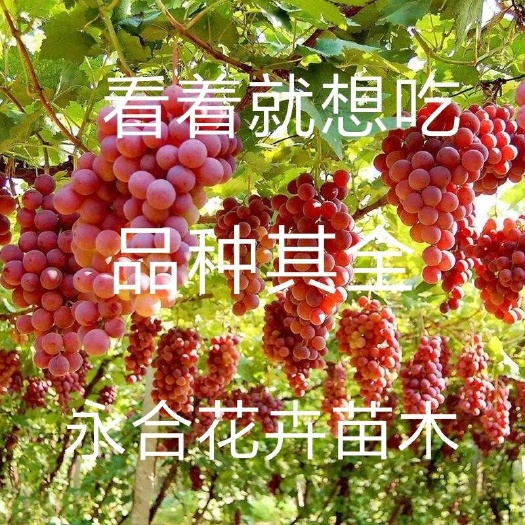 平邑县 请选择好品种栽葡萄苗，都是基地直销，现挖现发苗木，诚信第一