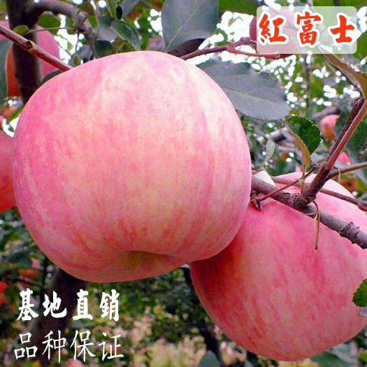 平邑县矮化红富士苹果苗 矮化短枝红富士苹果，抗寒耐旱南北方均可种植，包品种包成活