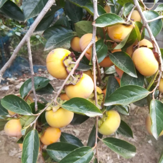 平邑县脆柿苗 脆皮甜柿小苗货源充足