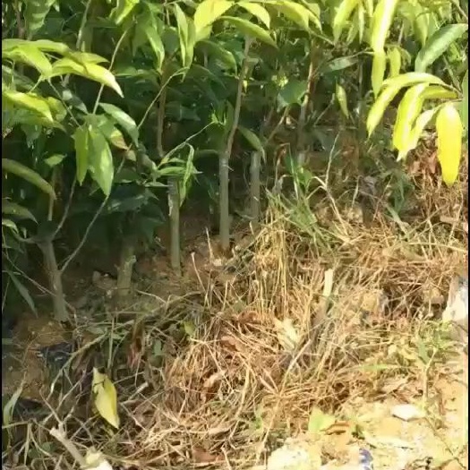 茂名奇楠沉香树 沉香棋楠树