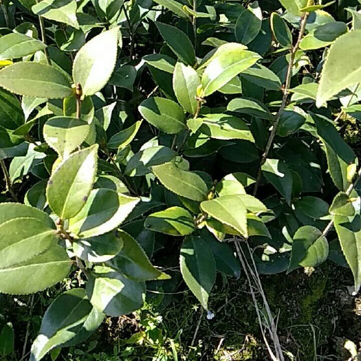 桂林 八大名贵茶花之一的赤丹名种，花鲜，色艳，耐寒等，