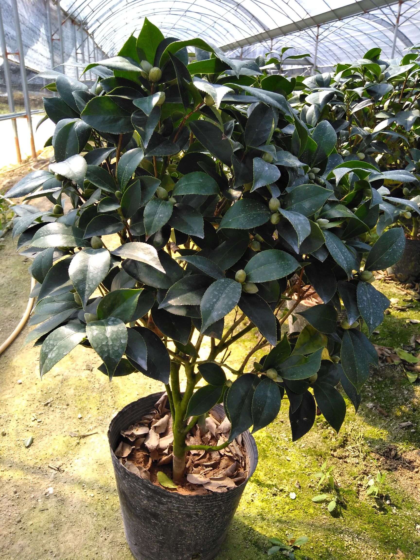  盆栽茶花，室内室外皆可栽种带花苞。包邮24小时发货。