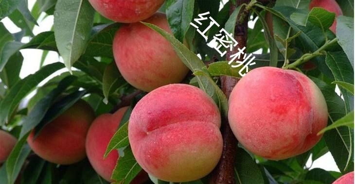 平邑县 红密桃树苗嫁接苗包品种包成活率包挂果保证纯度死苗补发基地发货