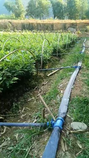 建德市新安四号茶树苗 极白，中白四号，新安四号  茶苗  枝条