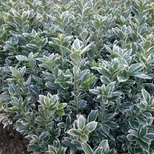 长沙金边黄杨小毛球冠幅20/30cm