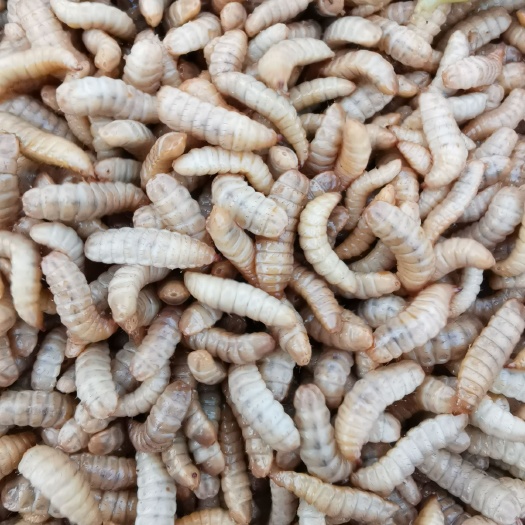 大邑县 黑水虻凤凰虫活体钓饵料
