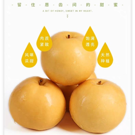 漯河 精品晚秋黄梨又脆又甜