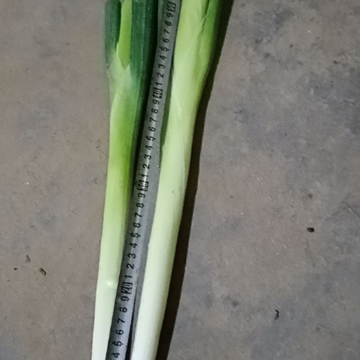 保定长白大葱 30~50cm 毛葱