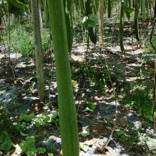 桂平市 专业规模种植丝瓜络，长年供应优质丝瓜络