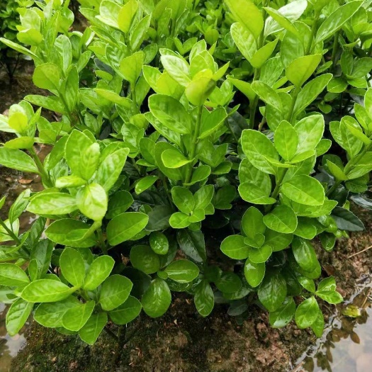 长沙大叶黄杨小毛球25/30cm