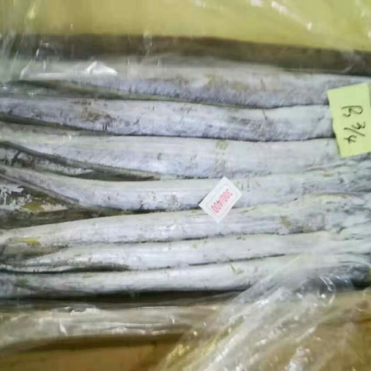 济南印度带鱼 印度钓带