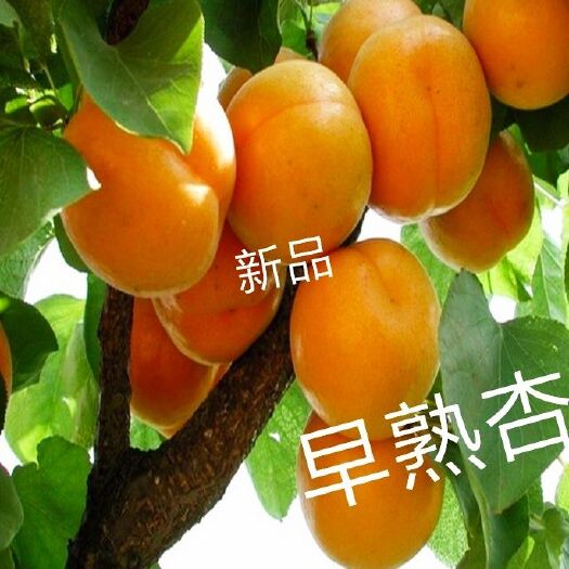 平邑县 杏树苗，早蜜杏口感好个头大产量高适应性强基地直销保活保纯度