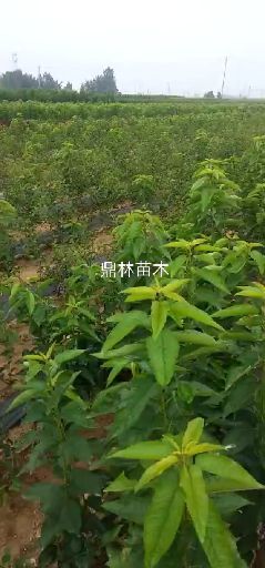 泰安 布鲁克斯樱桃树苗