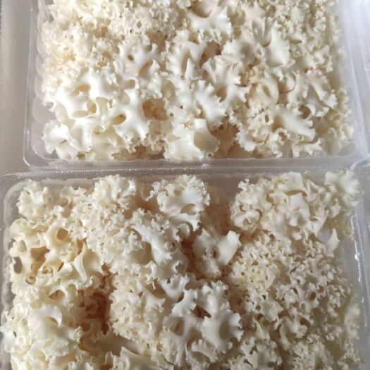 广州 新鲜绣球菌 荷仙姑