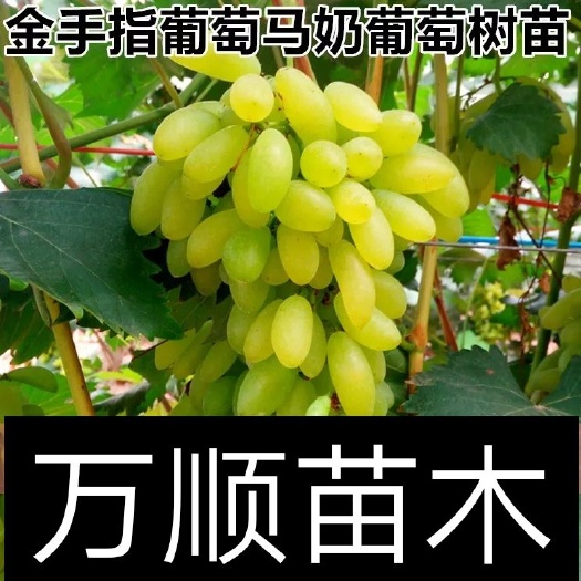 平邑县金手指葡萄苗 嫁接苗
南北方可种植
包品种，包成活
提供专业栽种技术