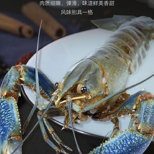 珠海 澳洲淡水青蓝龙虾，超健康超营养，适合爱自己的我们