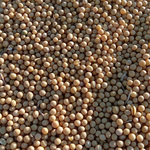 友谊县芽豆690 19年新产小粒豆(690)大量上市。有需要的。请联系。