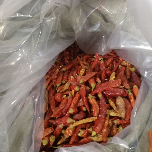 亳州朝天椒 中后期精品干货