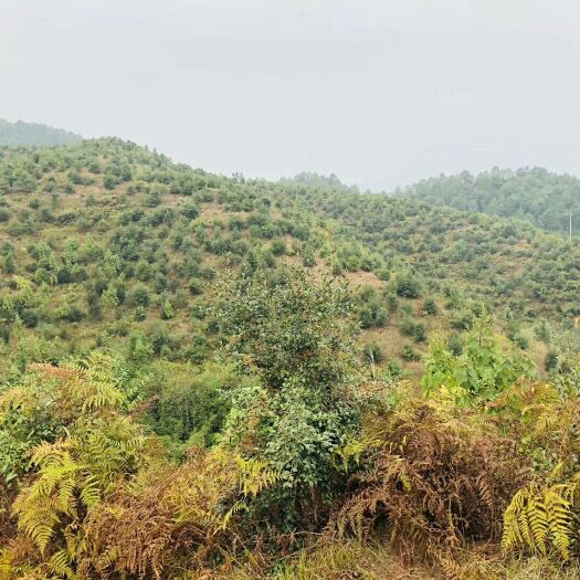 炎陵县 山茶油