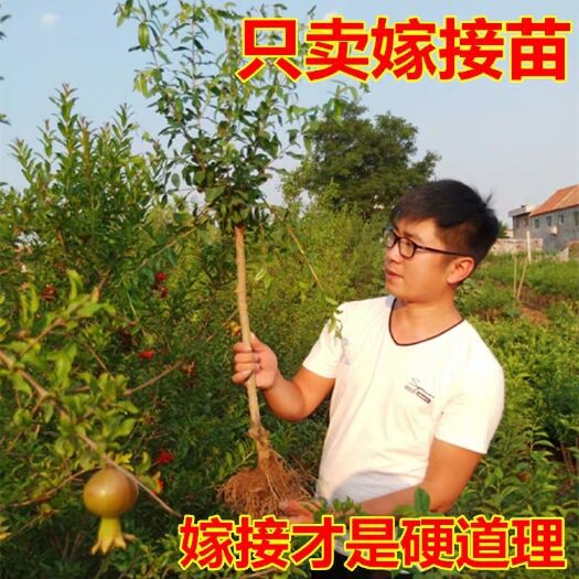 平邑县突尼斯软籽石榴树苗 嫁接突尼斯软籽石榴苗基地直销包成活包品种可以签订合同