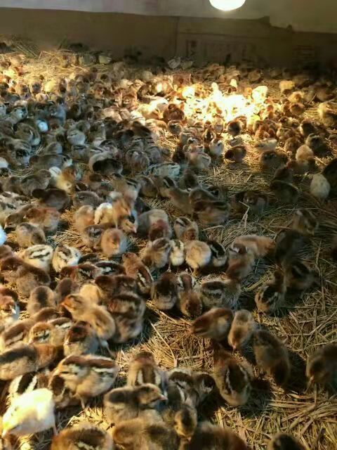  黑瑶鸡苗