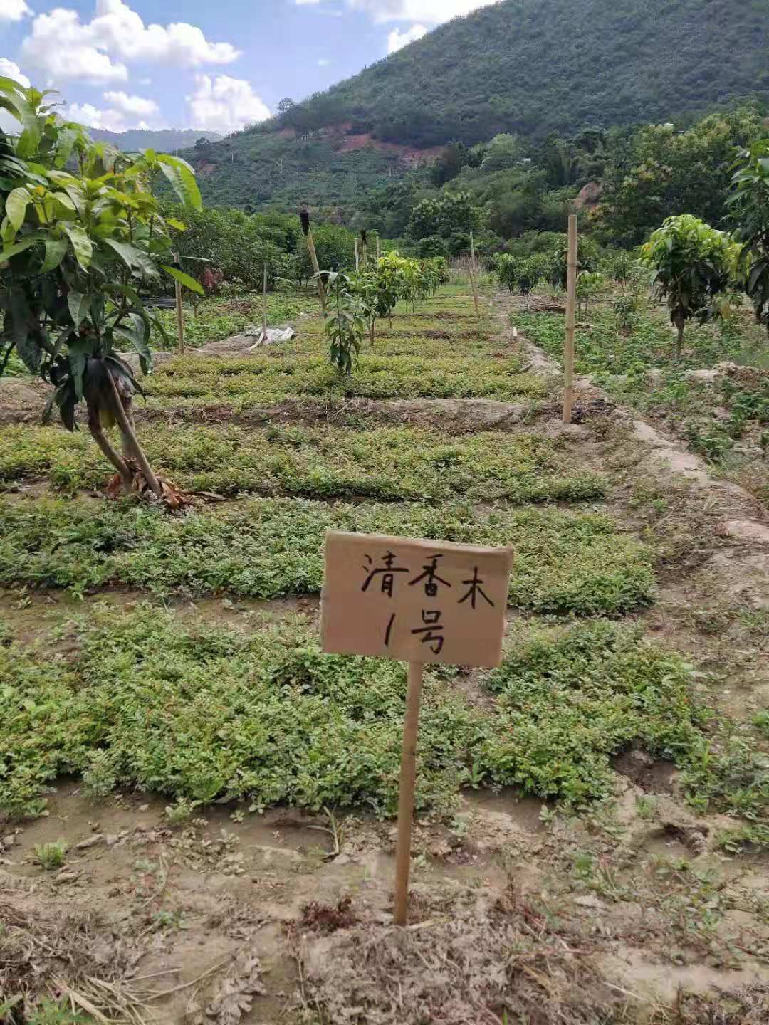 清香木苗 清香木小苗  0.6元  高10－20公分